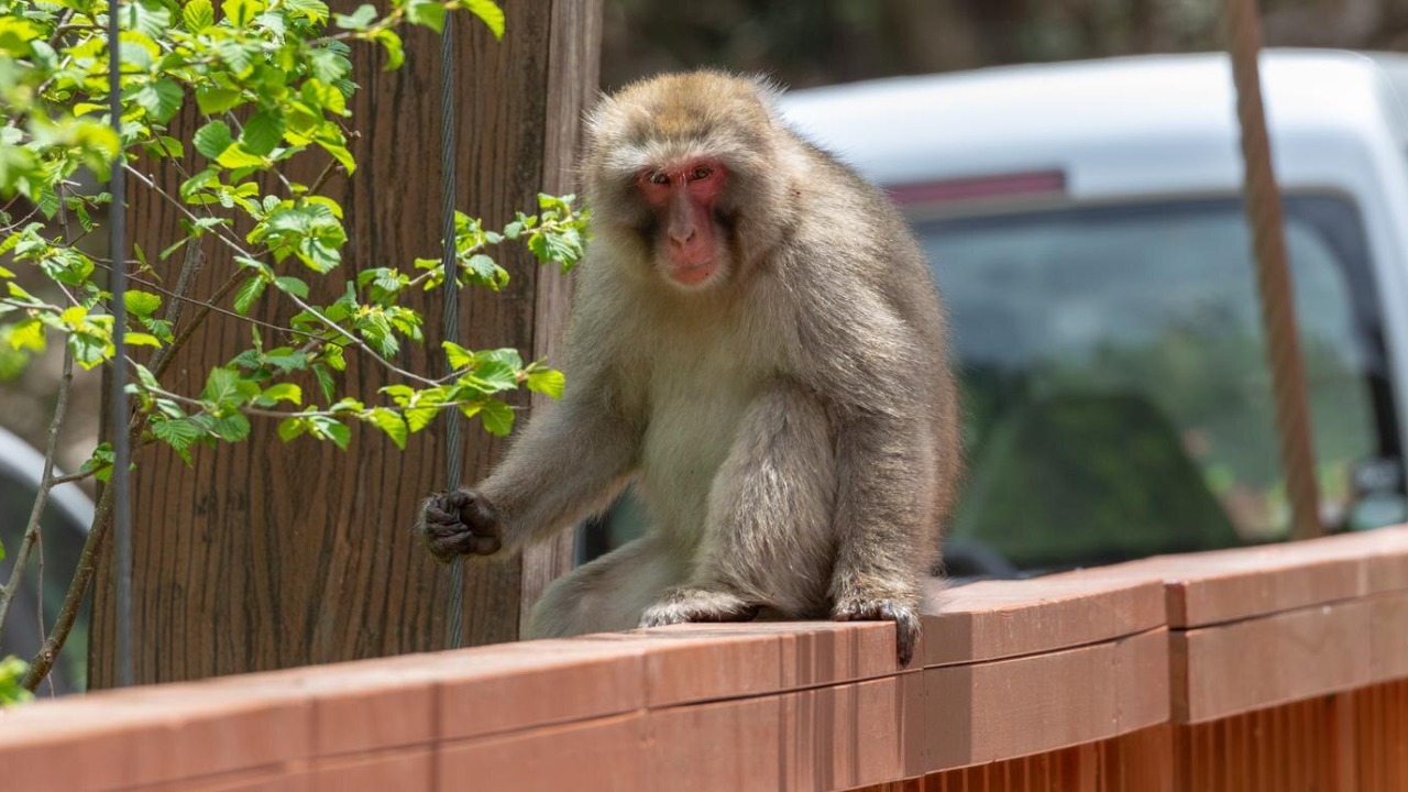 Lab monkey once on the run after highway crash finds a new home
