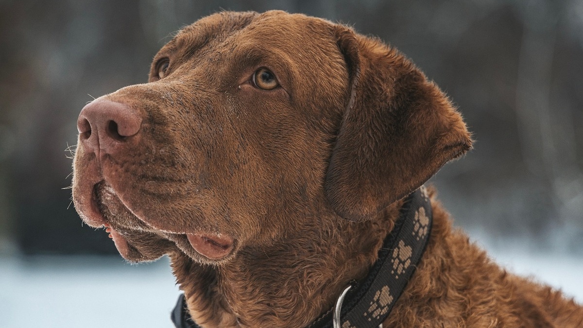 View of This is how dogs' behavior changes when they sense death