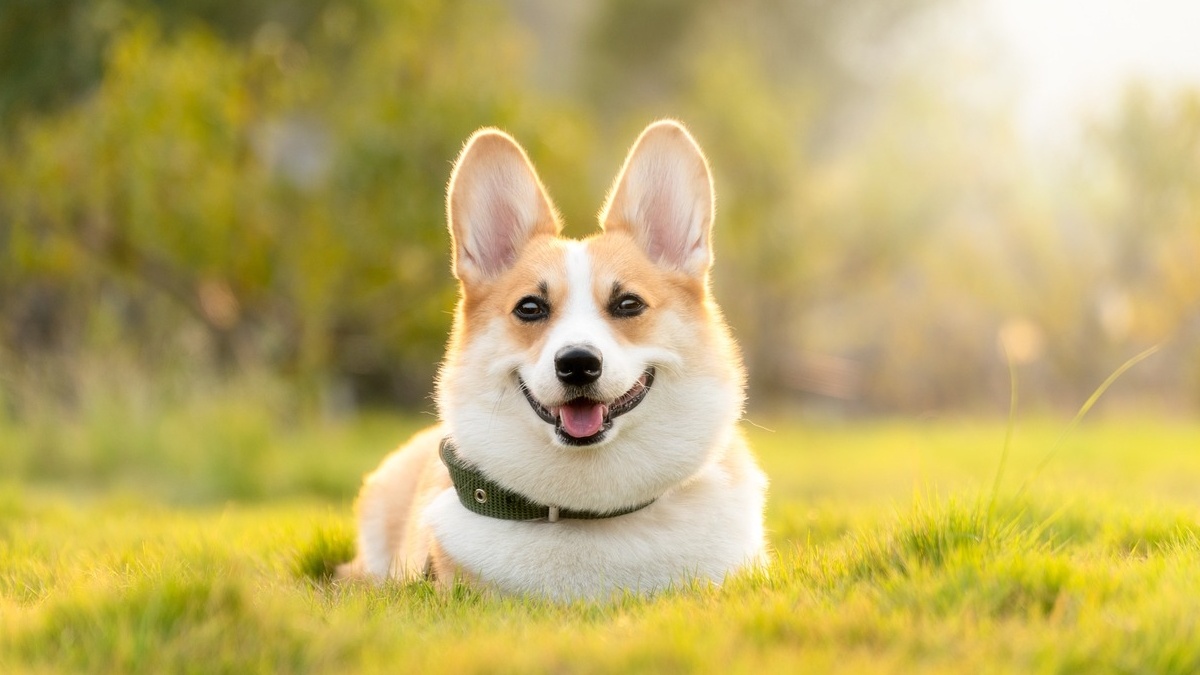 This is how dogs' behavior changes when they sense death