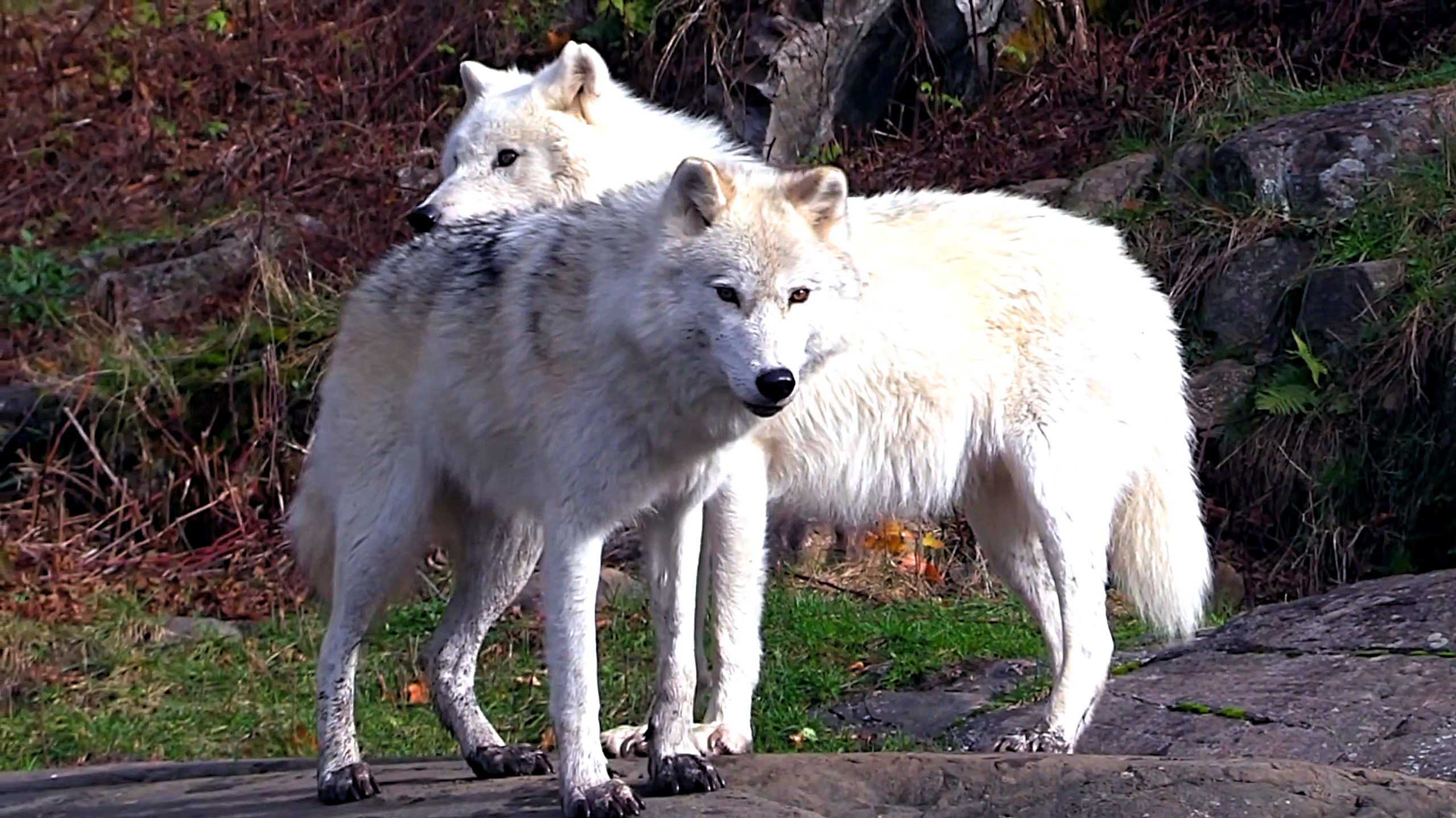I recorded wolves and caught a rare moment