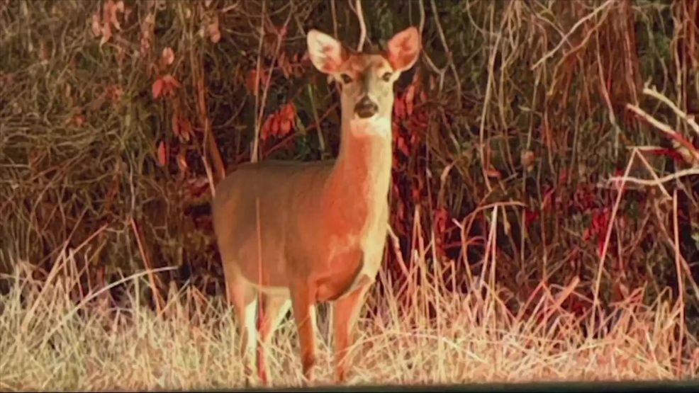 Woman injured in deer attack; officials say deer was illegally kept for ...