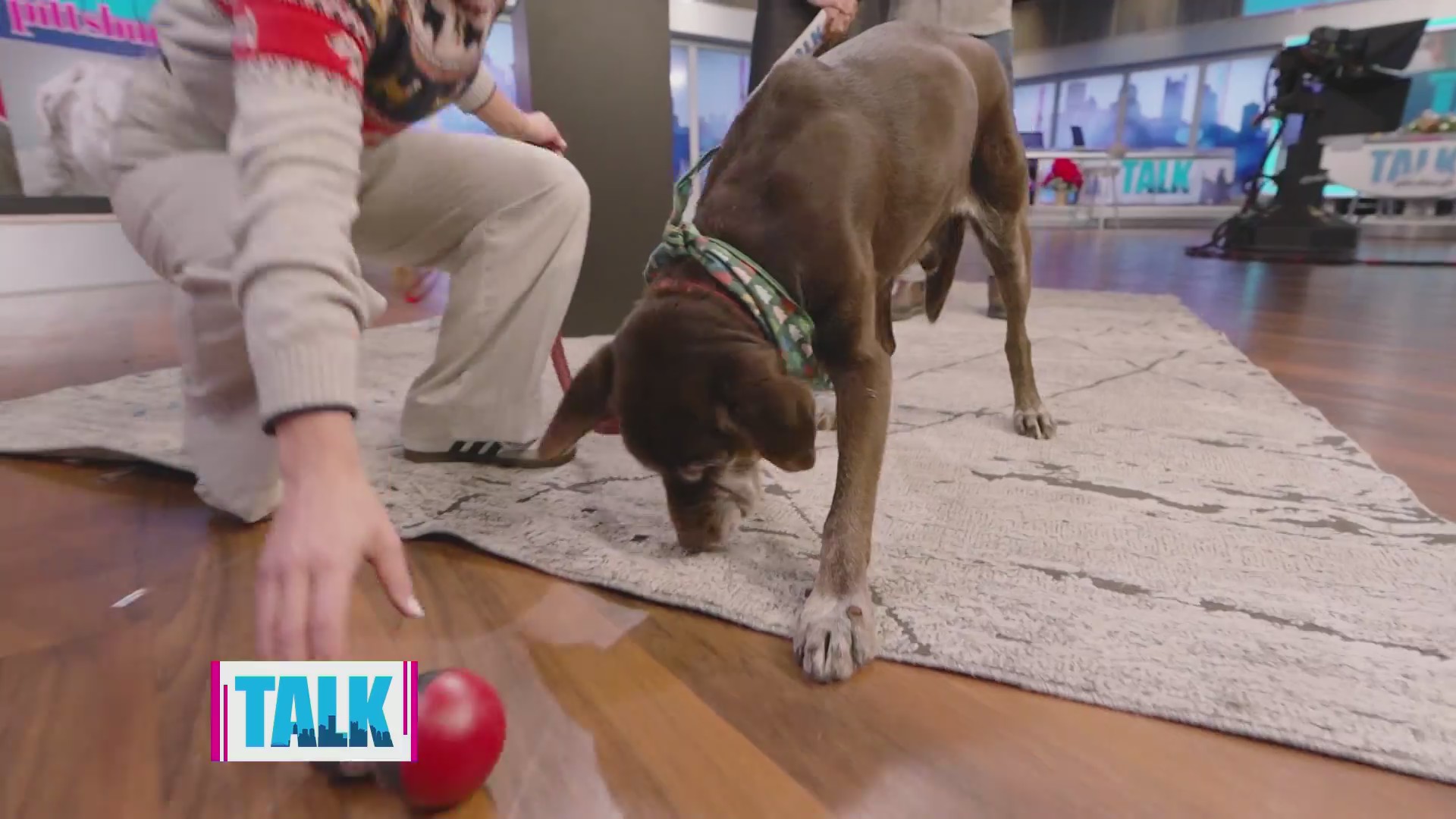Keeping dogs engaged even when it's cold outside
