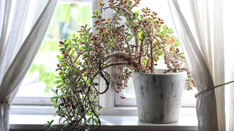 Want more luck? Feng shui says to put your jade plants here