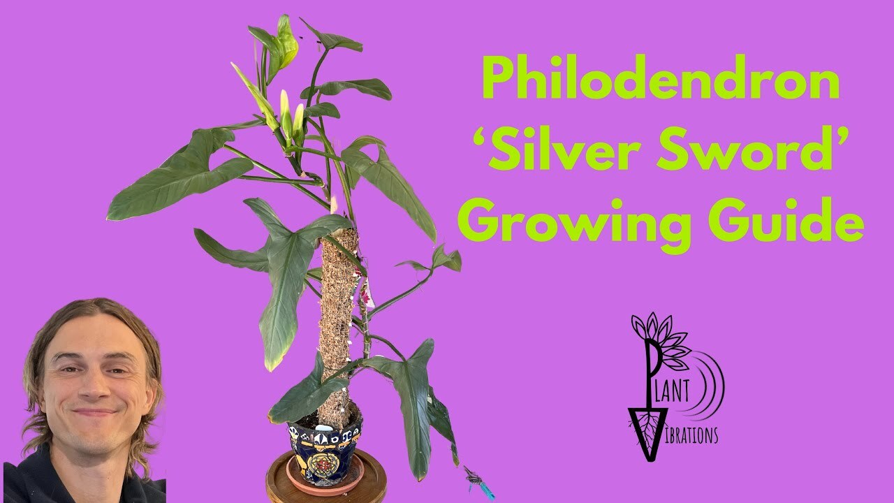 Philodendron 'Silver Sword': Complete growing and care guide