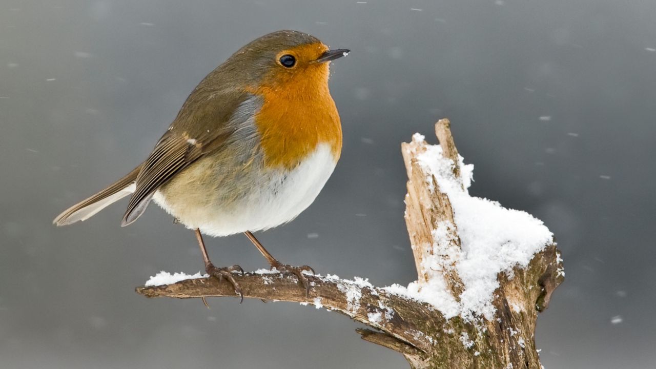 I just discovered how to help garden birds this winter with a tennis ball