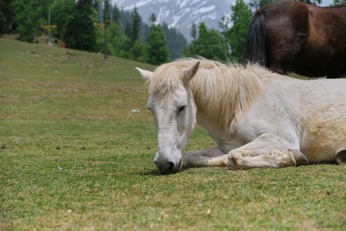 6 Rahasia di Balik Kekuatan Otot Kuda, Jadi Favorit Olahraga!