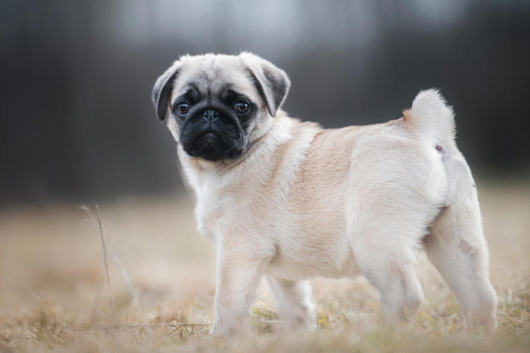 7 cheapest dog breeds that are cute & affordable, say experts