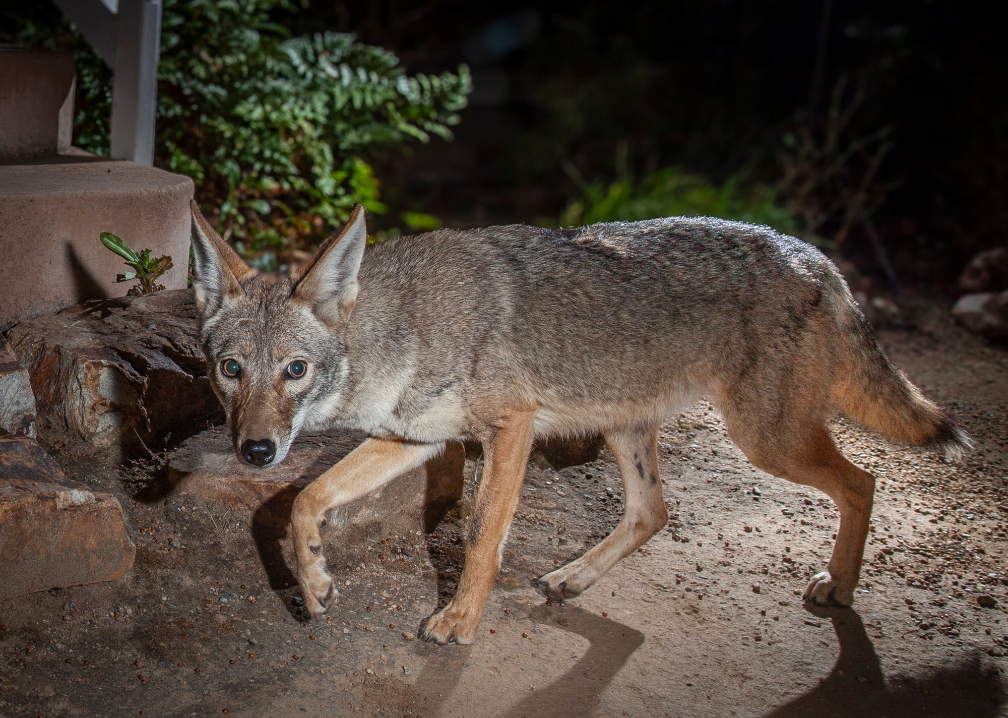 coyote-attack-near-utc-mall-injures-two-children-what-experts-say-to