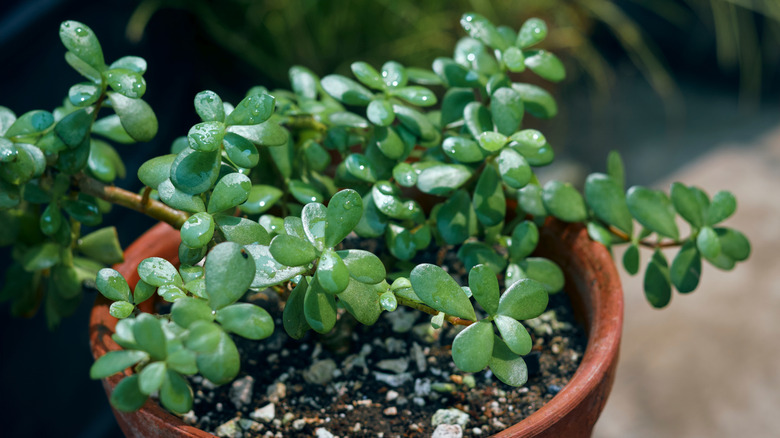 Want more luck? Feng shui says to put your jade plants here
