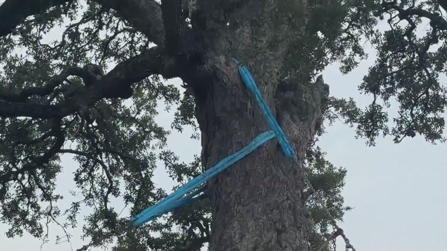 Jolene tree in Kyle to finally be relocated after yearslong effort