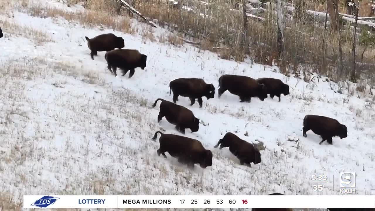 Montana approves new bison hunting regulations