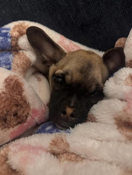 Taunton man pleads not guilty to animal cruelty after emaciated dog ...