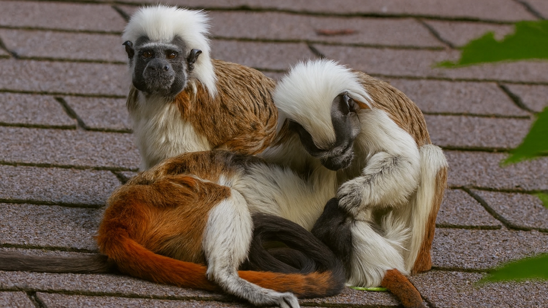 Het sociale leven van kleine apen