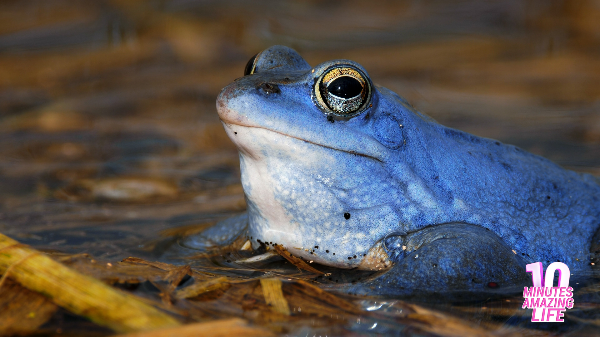 A rare blue frog appeared in the water