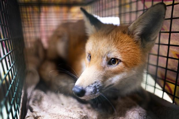 Miracle as wild fox gets head stuck in tiny south Essex gap without ...