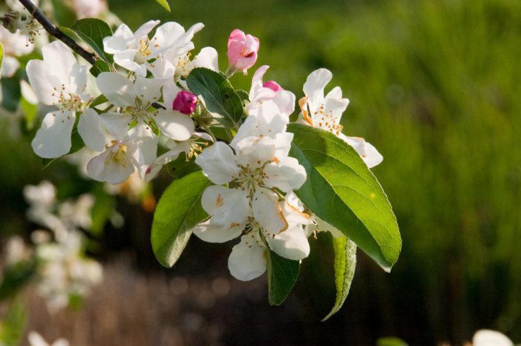 The six best trees to bring colour to your garden, according to an RHS ...