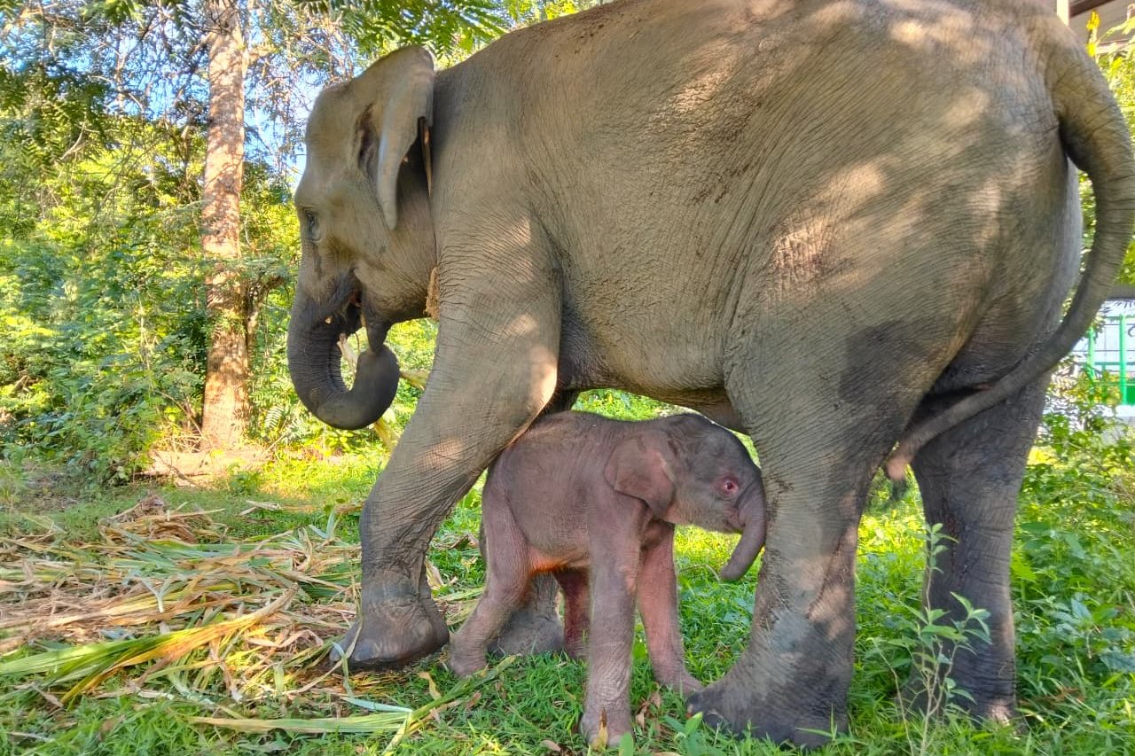 Bayi gajah Sumatra lahir di TN Way Kambas, harapan baru konservasi