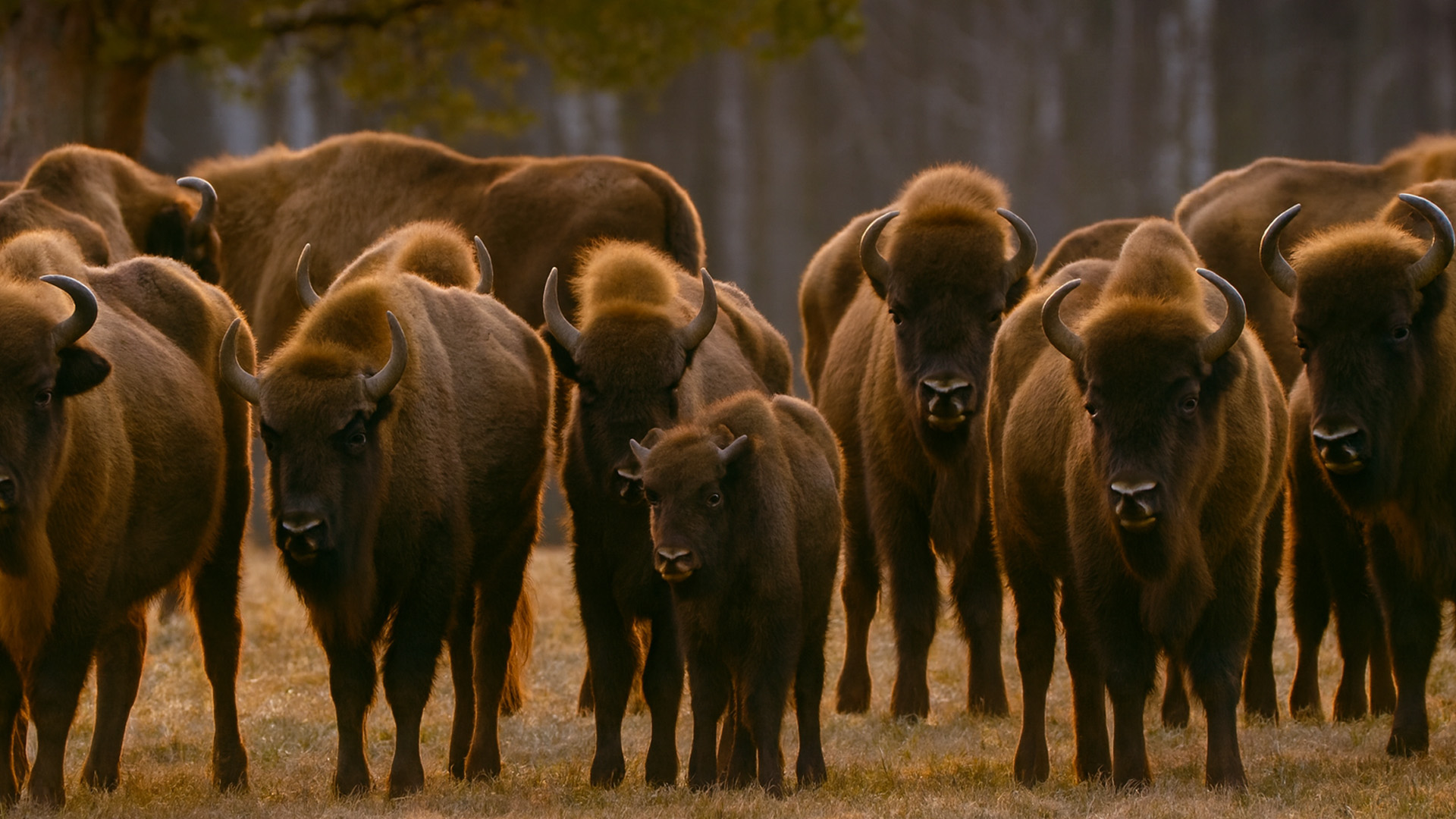 Bison family standing strong together