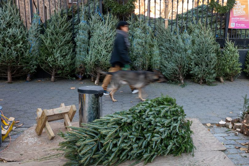 Real Christmas trees can cause itchy and painful skin reactions, expert ...