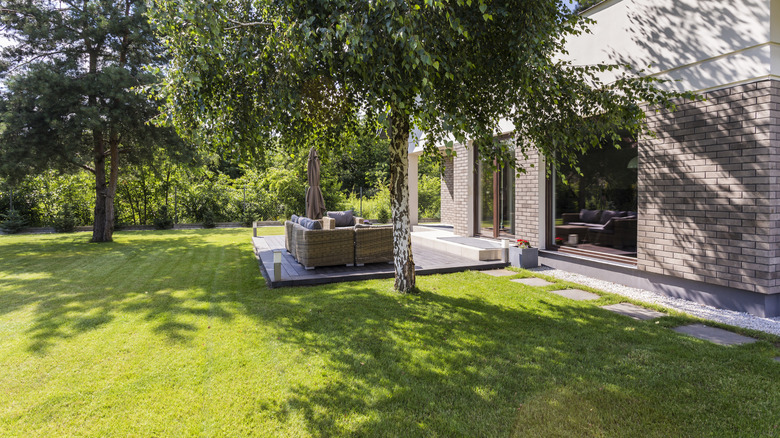 Want a shade tree that won't leave a mess? Here are the best options