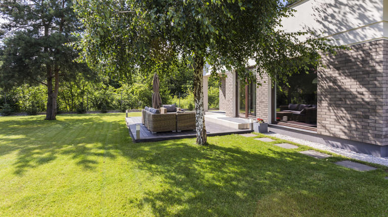Want a shade tree that won't leave a mess? Here are the best options