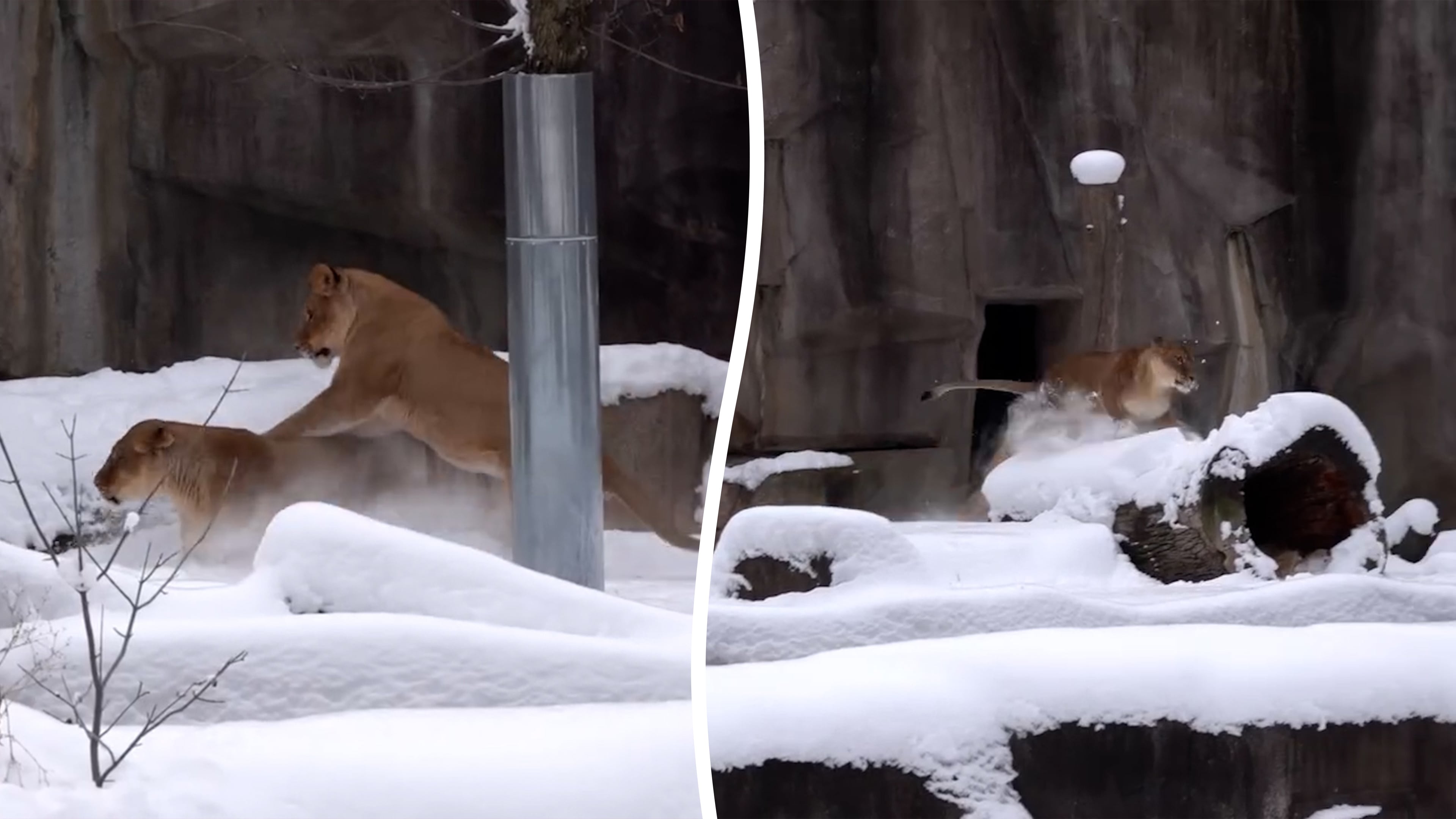 Two lions prancing around their enclosure in first snow of the season