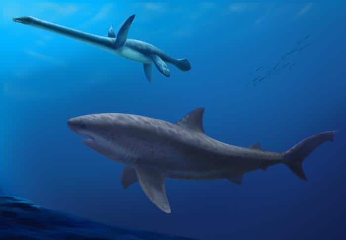 New discovery reveals a mega-predator shark older than megalodon
