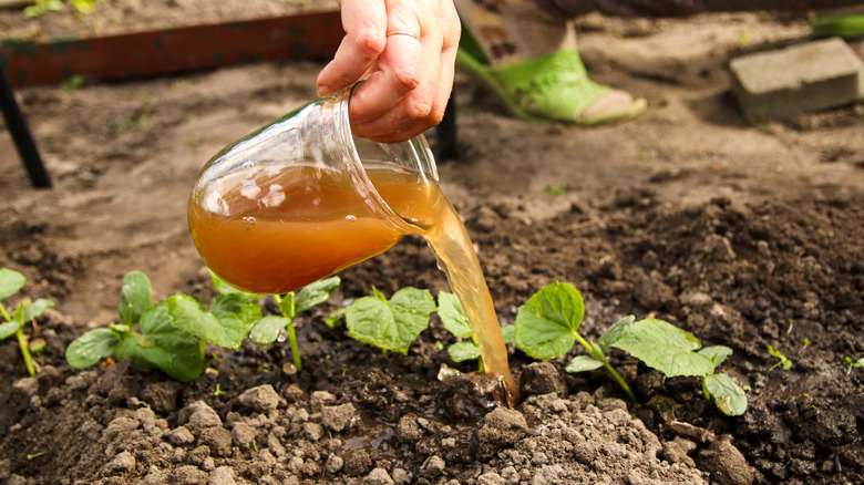 Make a DIY fertilizer for your garden with the help of a common kitchen ...