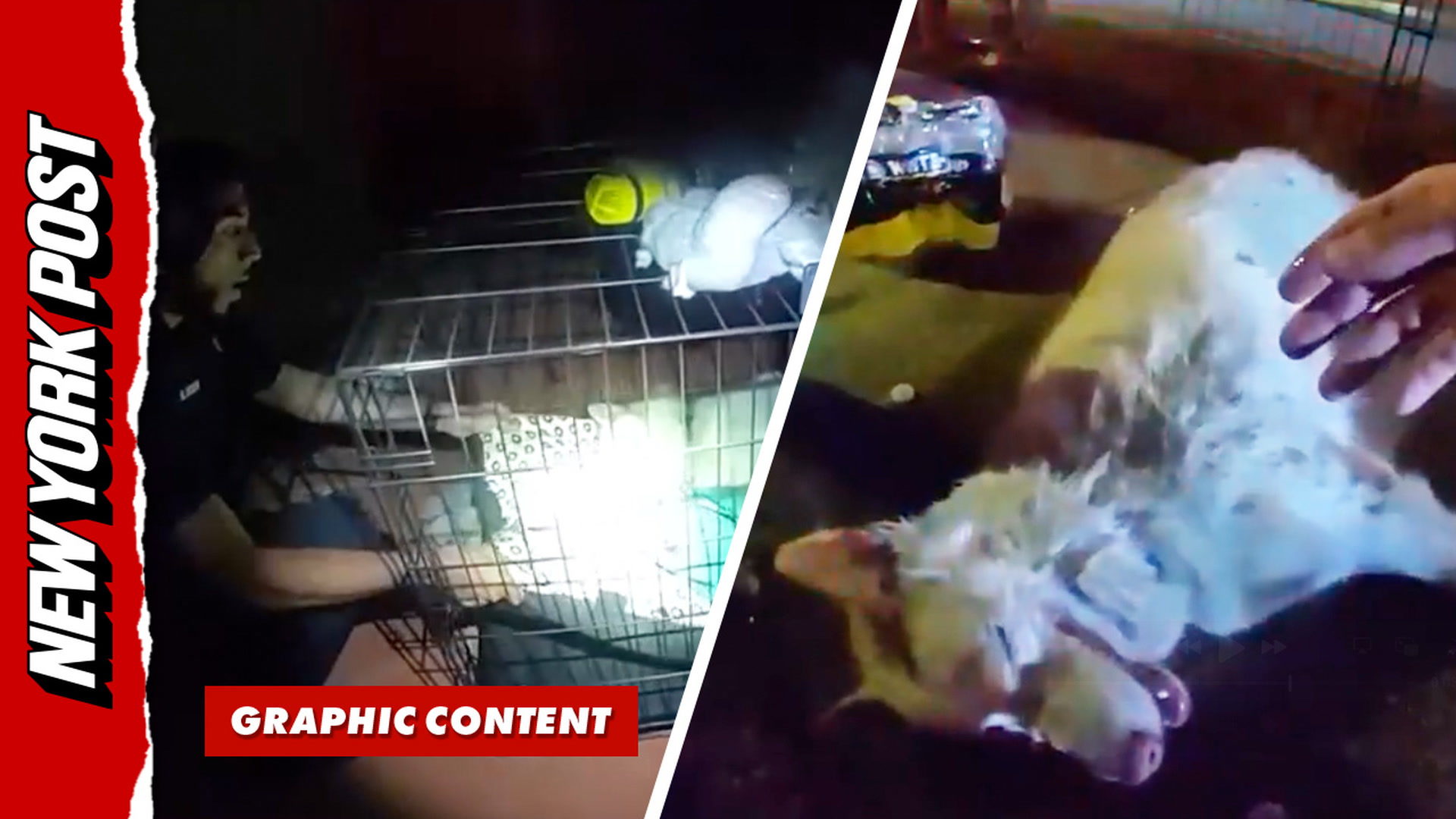 Hero cop brings dog back to life after saving it from house fire