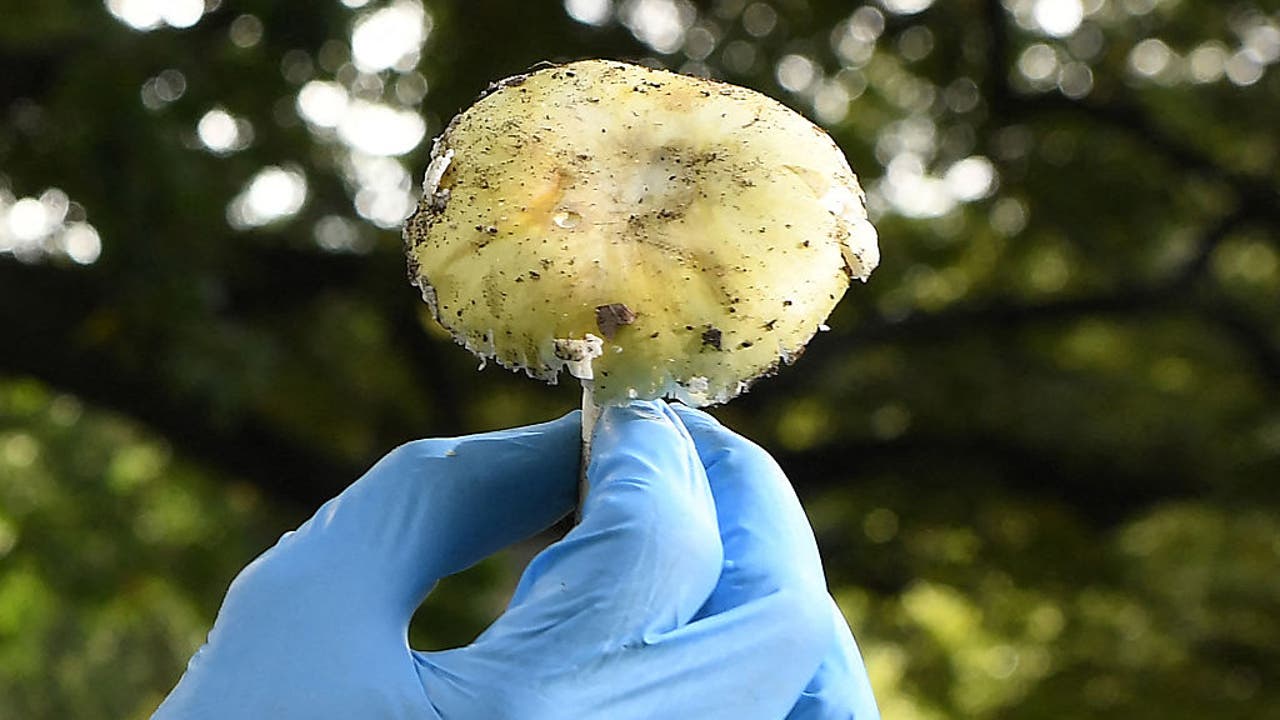 AA1RQWwF California warns of dangerous spike in mushroom poisonings