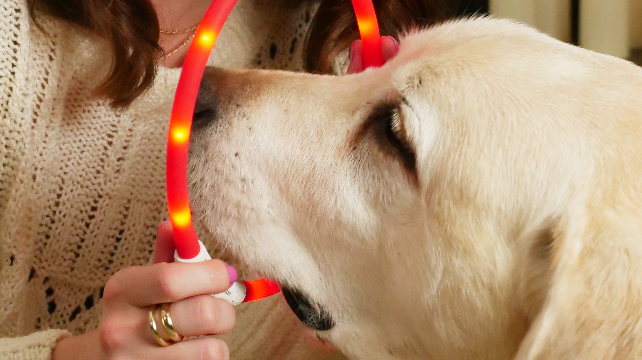 3 tech gadgets every dog owner needs