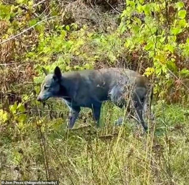 Mystery of Chernobyl's blue wild dogs solved: The real reason canines ...