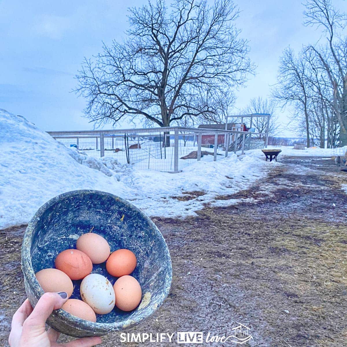 How to maintain winter egg production in chickens