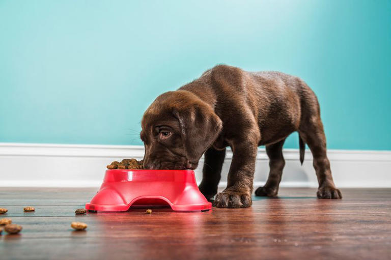 Dog food brand recalled after owners complained of plastic in kibble
