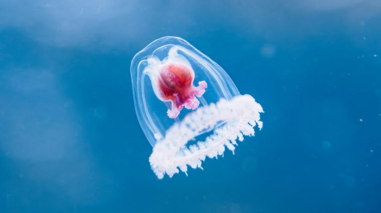 The 11 most indestructible organisms of all time