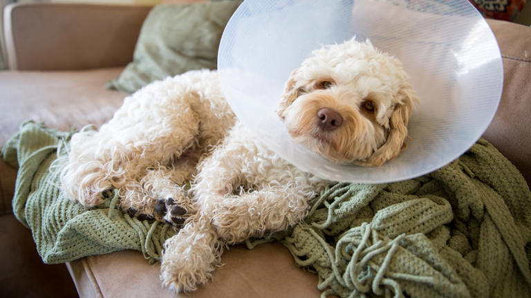 Potential risks of spaying or neutering your dog