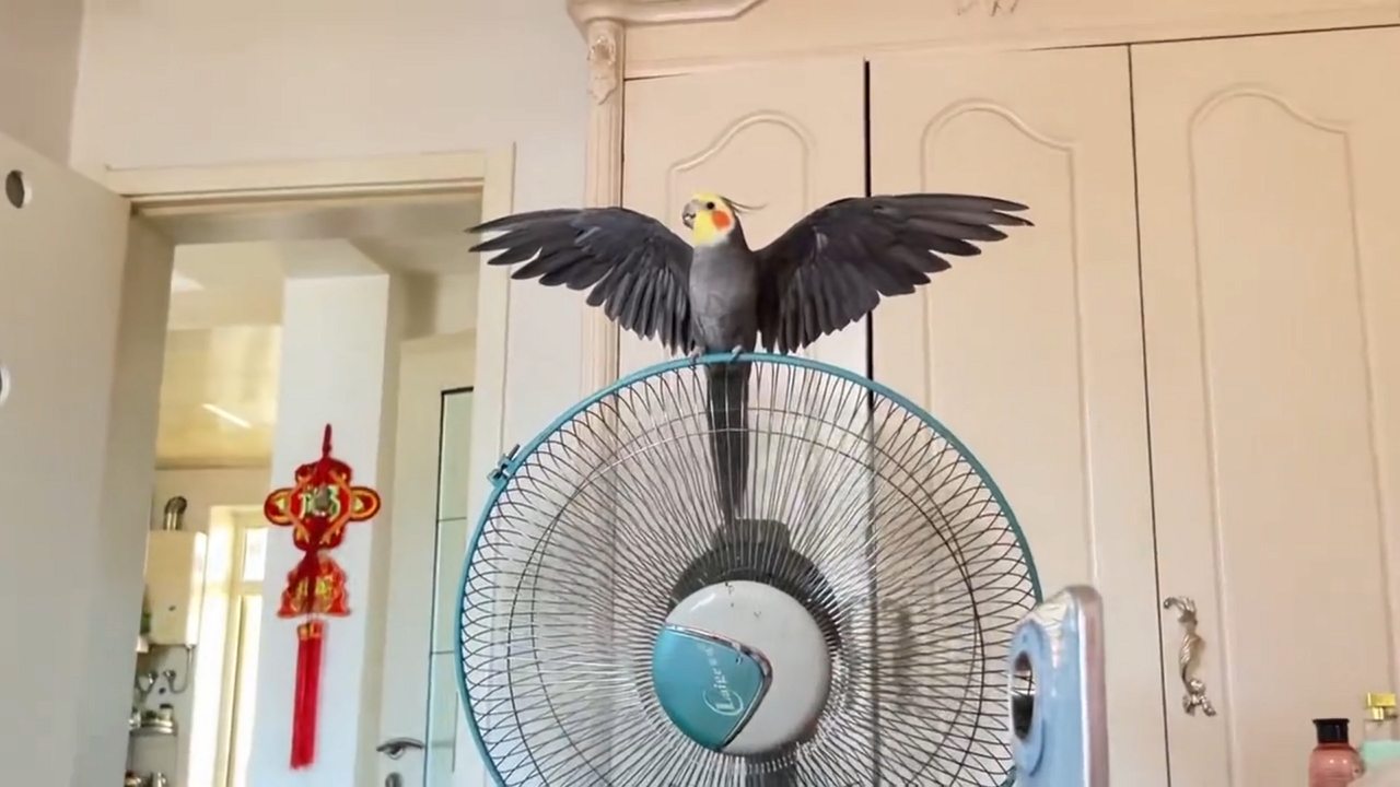 Parrot mimics electric fan humming in Heilongjiang, China