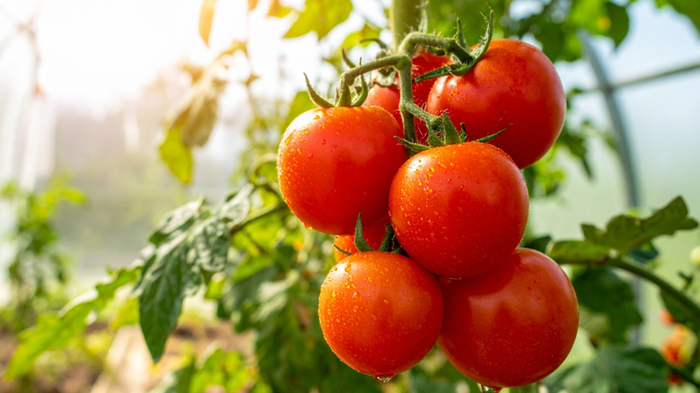 Avoid damage to your tomato harvest with this simple watering method