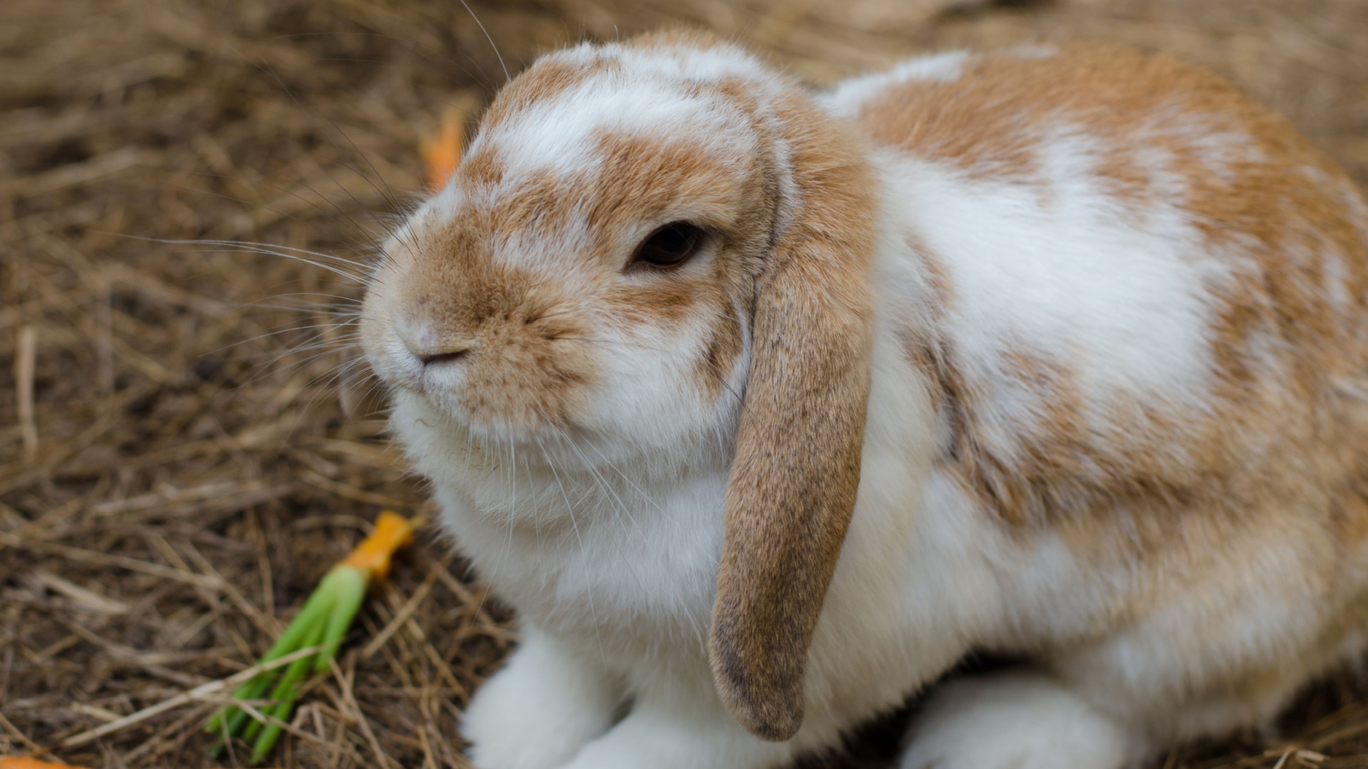 Meet 7 of the most popular rabbit breeds