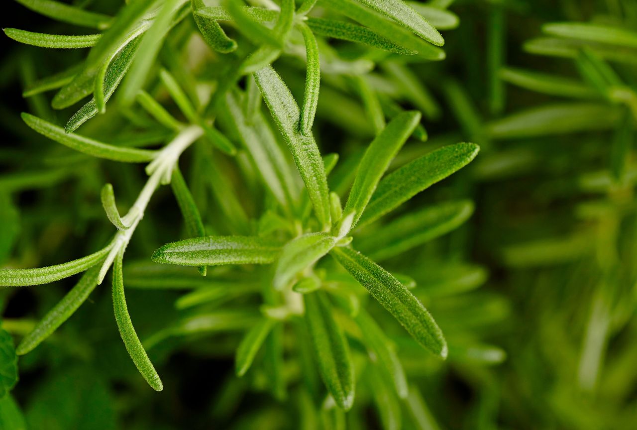 Closeup of rosemary plant leaves focusing on the texture and shape of the foliage