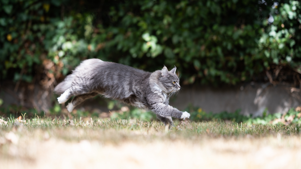 List of fastest cats in the world: Check here!