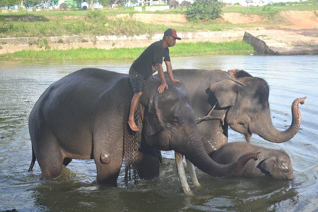 6 Cara Efektif Lindungi Hewan Langka Sumatra 1 AA1RRLmb