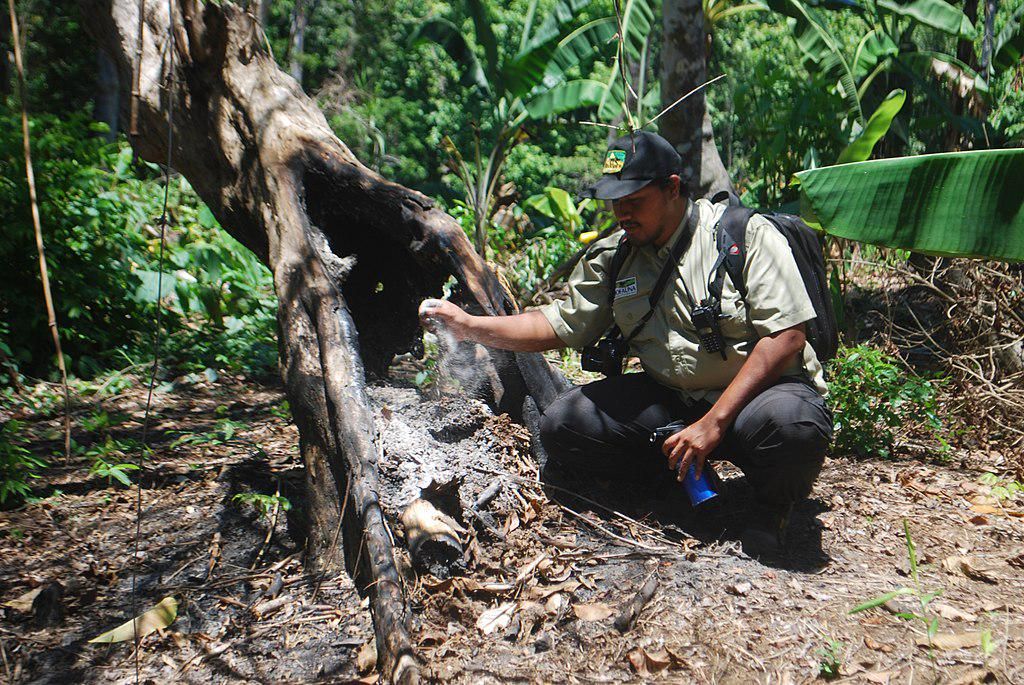 6 Cara Efektif Lindungi Hewan Langka Sumatra 3 AA1RRLmd