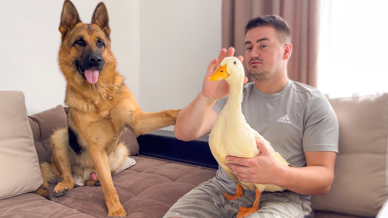 Why does this duck surprise the German shepherd so much?