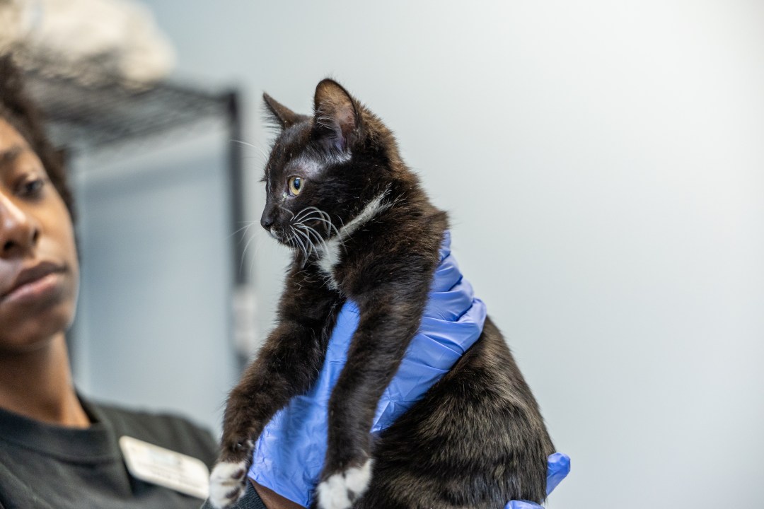AA1RRgOJ Photos: SD Humane Society brings in over 2 dozen at-risk kittens from Stockton shelter
