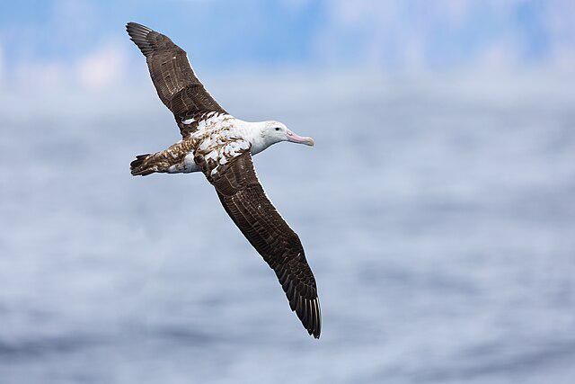 5 Fakta Menarik Albatross, Burung Penjelajah Samudra yang Tak Pernah Berhenti Terbang 3 AA1RRjdE
