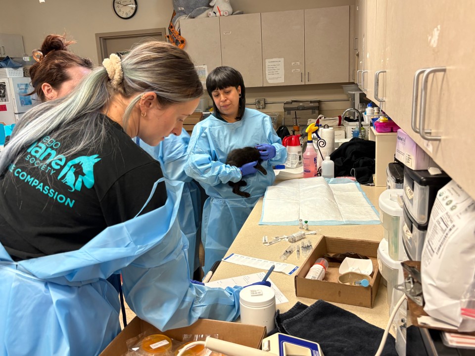 AA1RRjxq Photos: SD Humane Society brings in over 2 dozen at-risk kittens from Stockton shelter