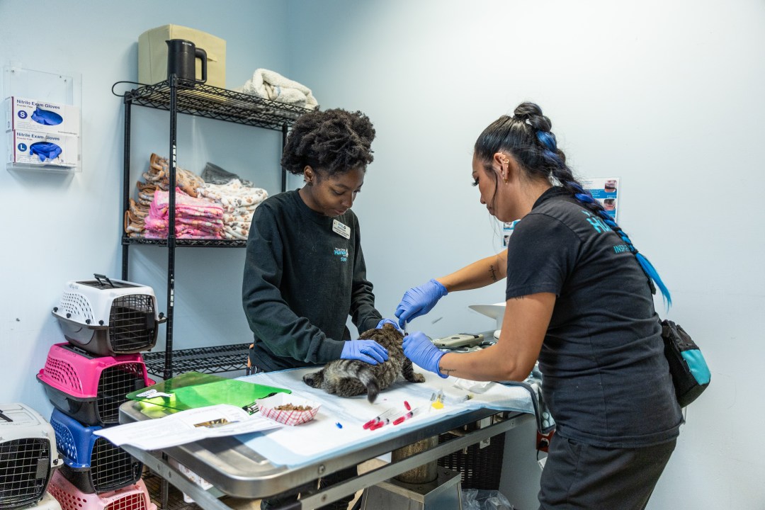 AA1RRjxt Photos: SD Humane Society brings in over 2 dozen at-risk kittens from Stockton shelter