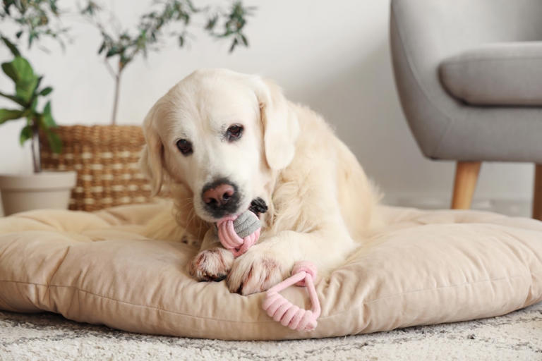 Labrador retriever offers toy to dog in the mirror like a gentleman