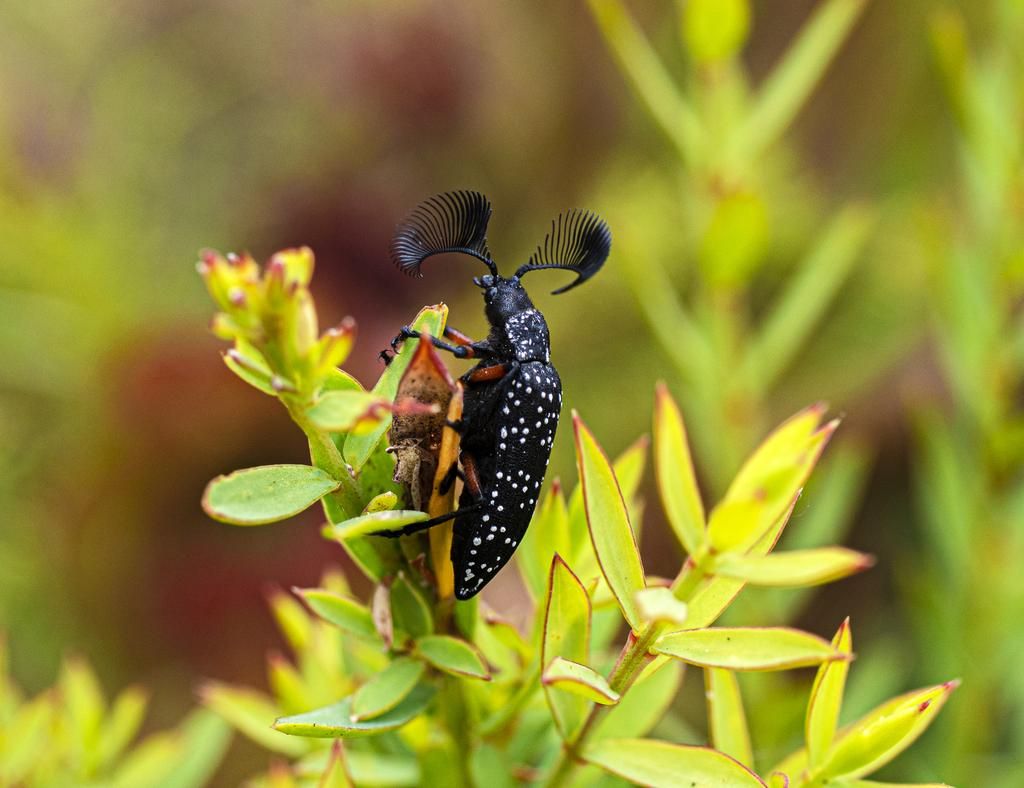 AA1RRm9y 5 Fakta Menarik Rhipicera femorata, Kumbang Berantena Kipas Australia
